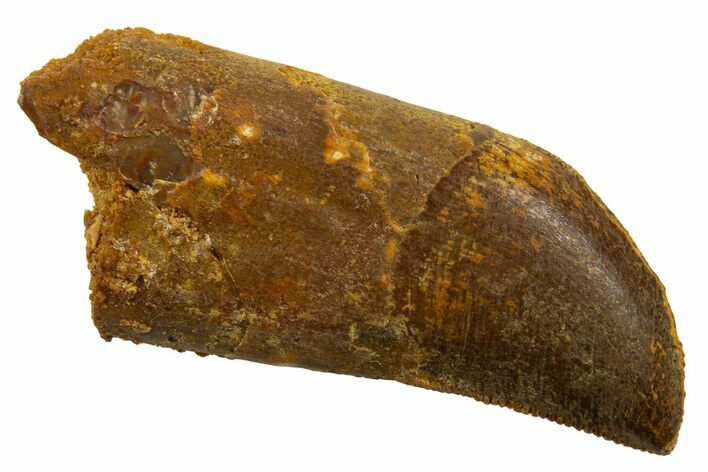 Serrated, Baby Carcharodontosaurus Tooth - Partial Root! #329852